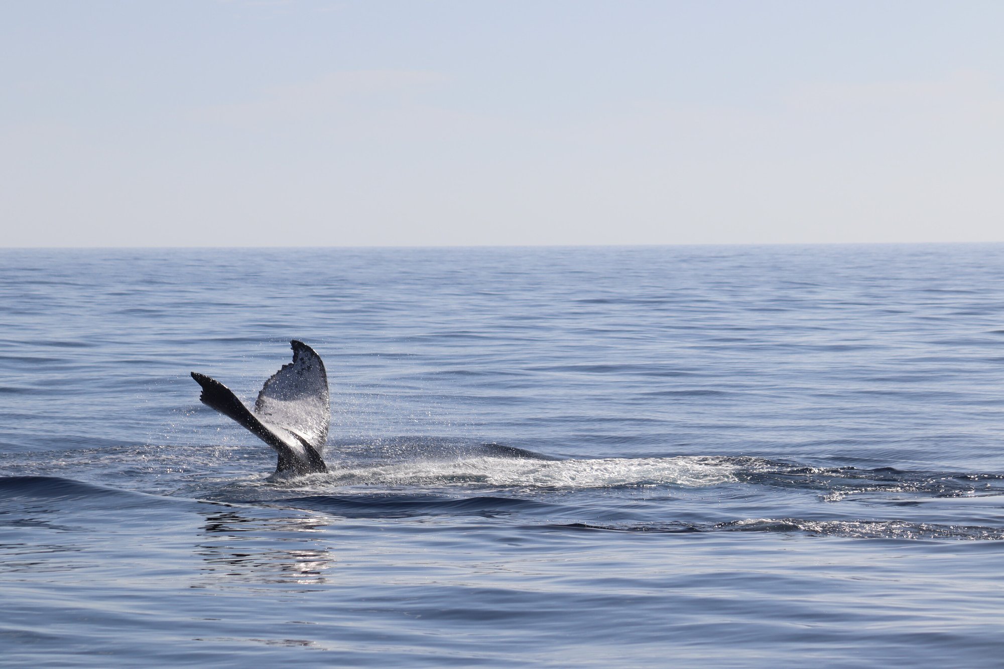 Humpback Whale Tail